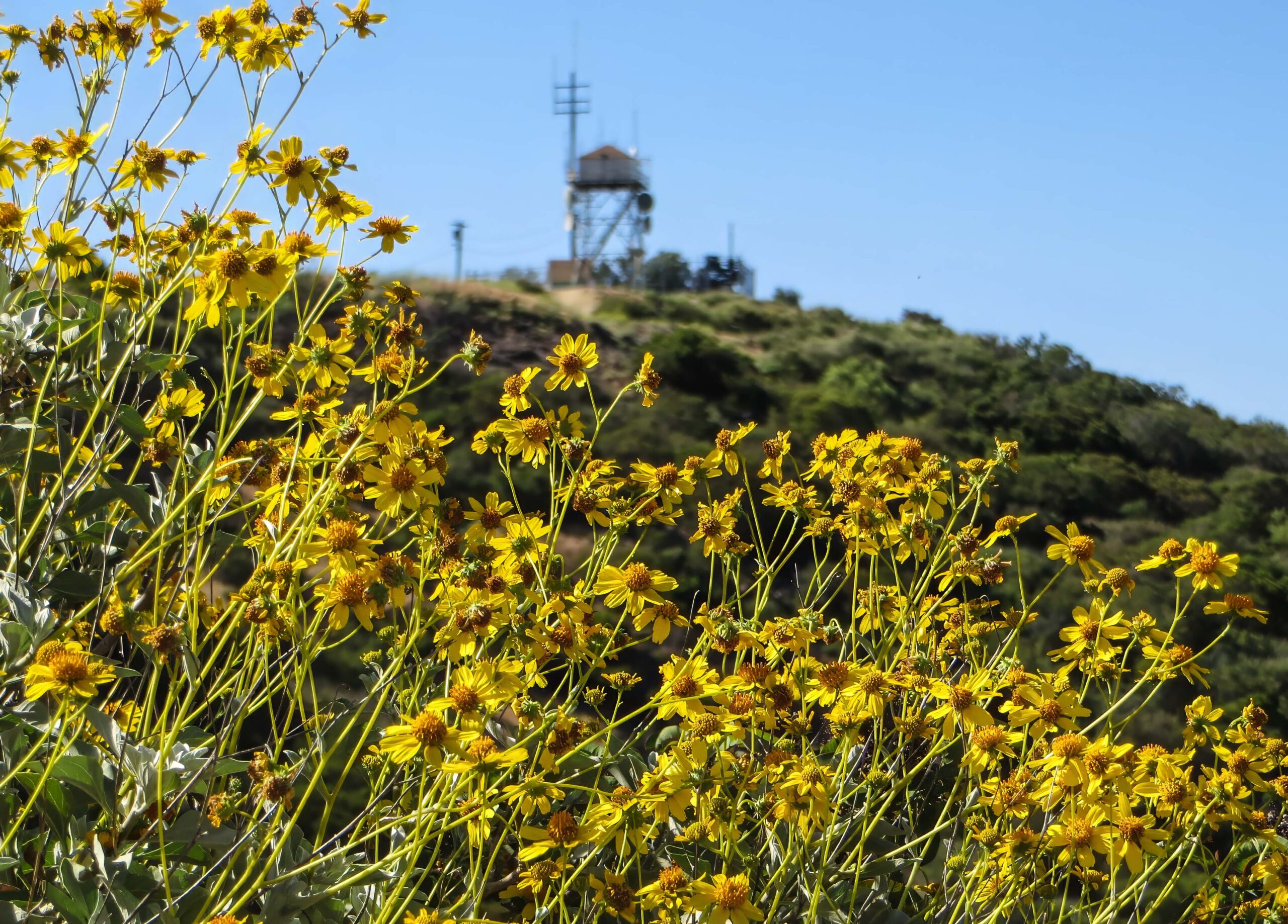 Brittlebush
