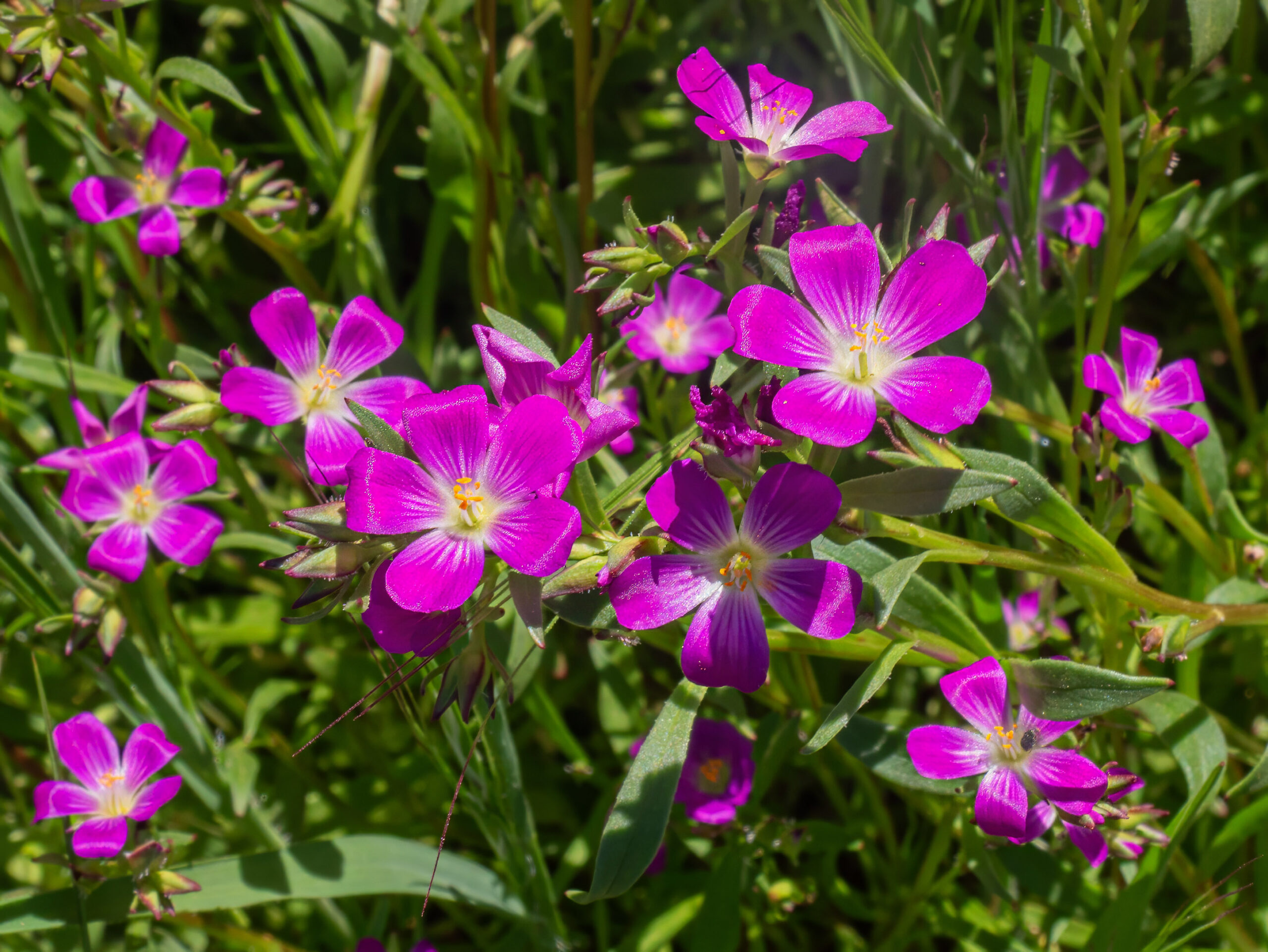 Red Maids