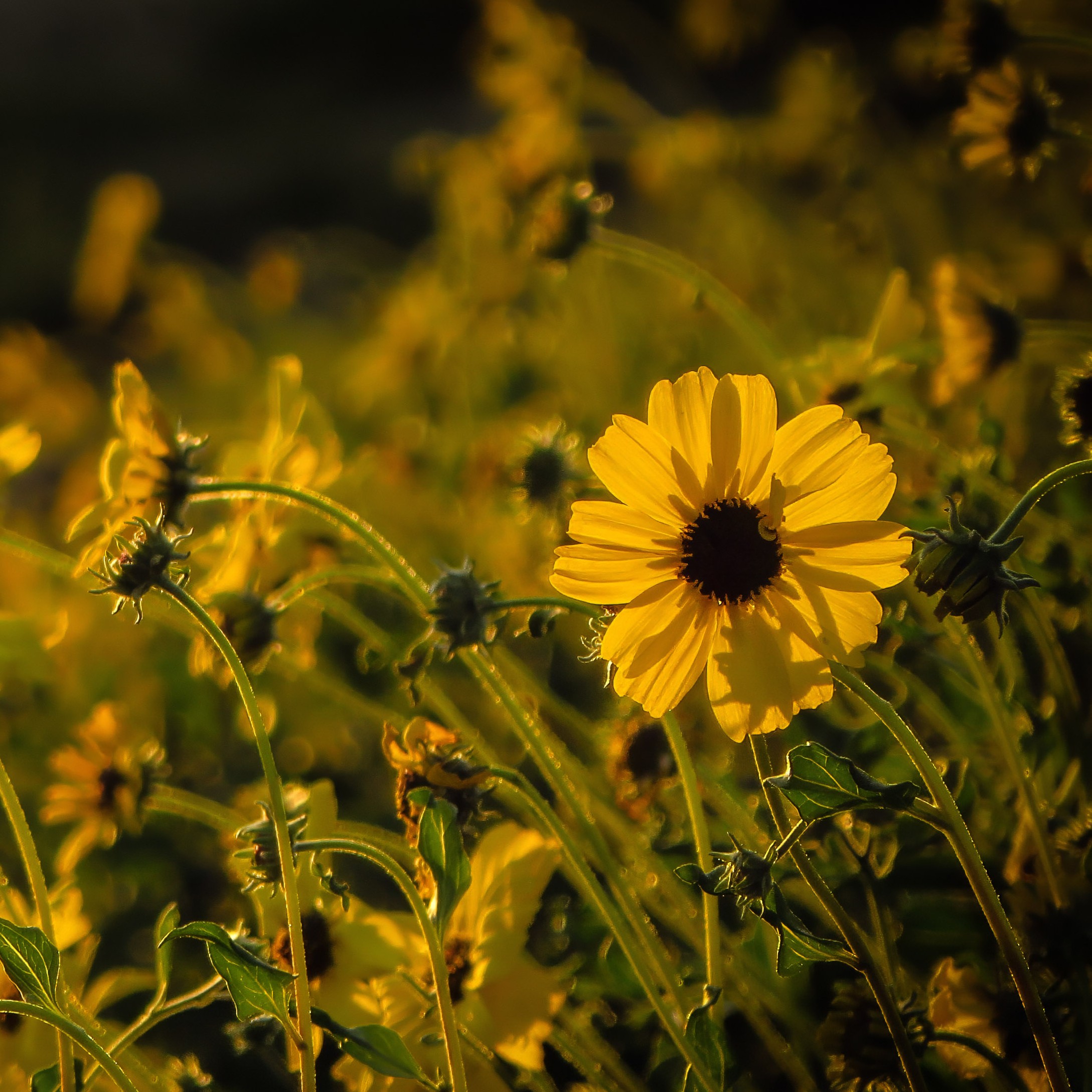 Bush Sunflower