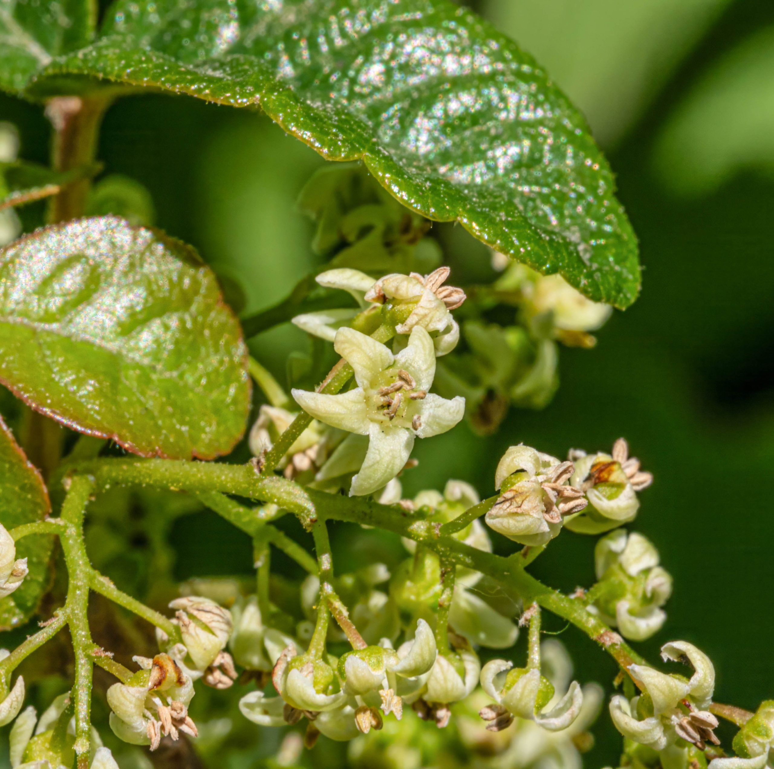 Poison Oak