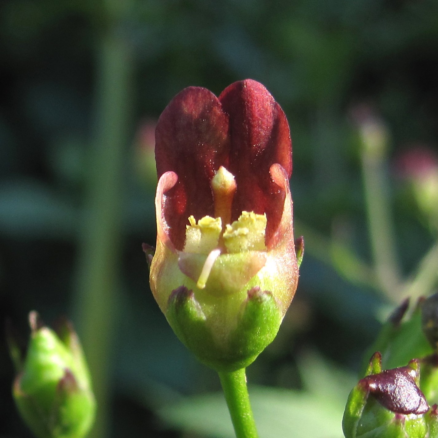 California Bee Plant