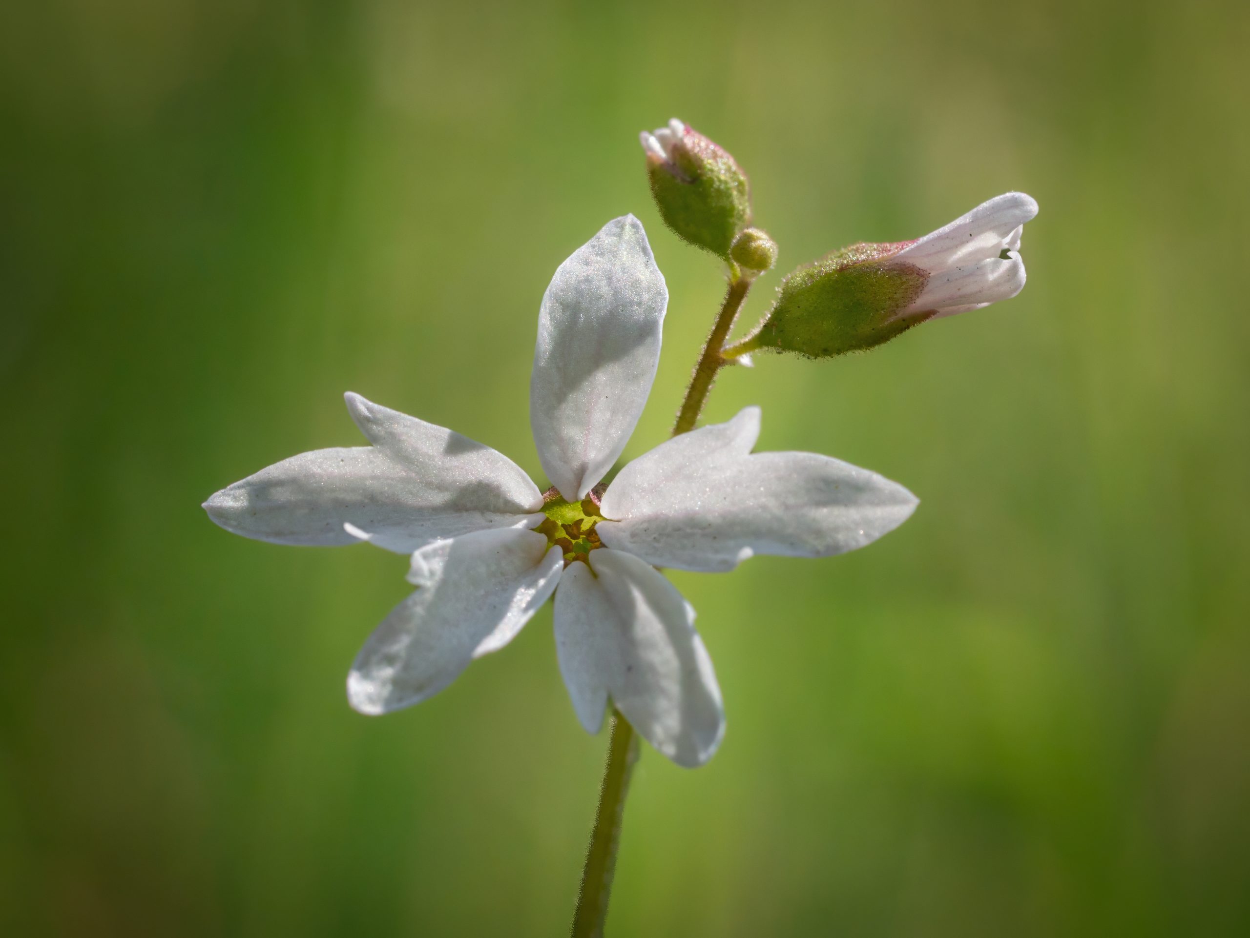 Woodland Star