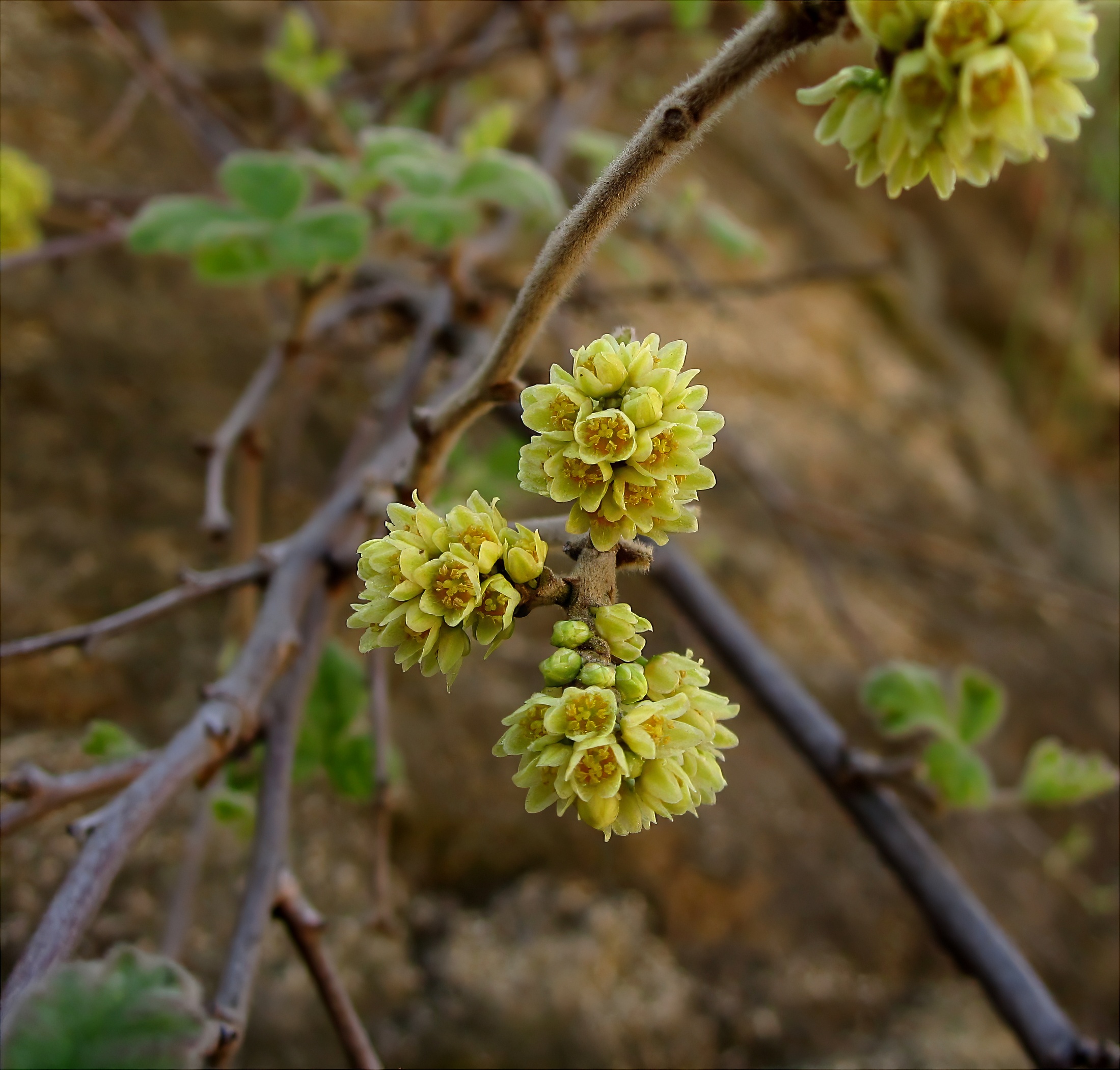 Fragrant Sumac