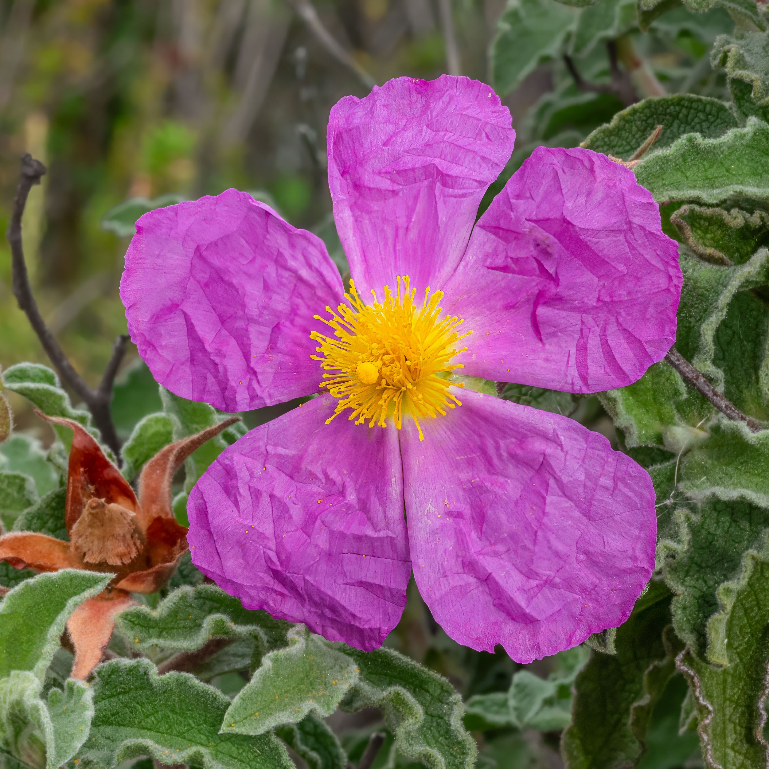 Pink Rockrose
