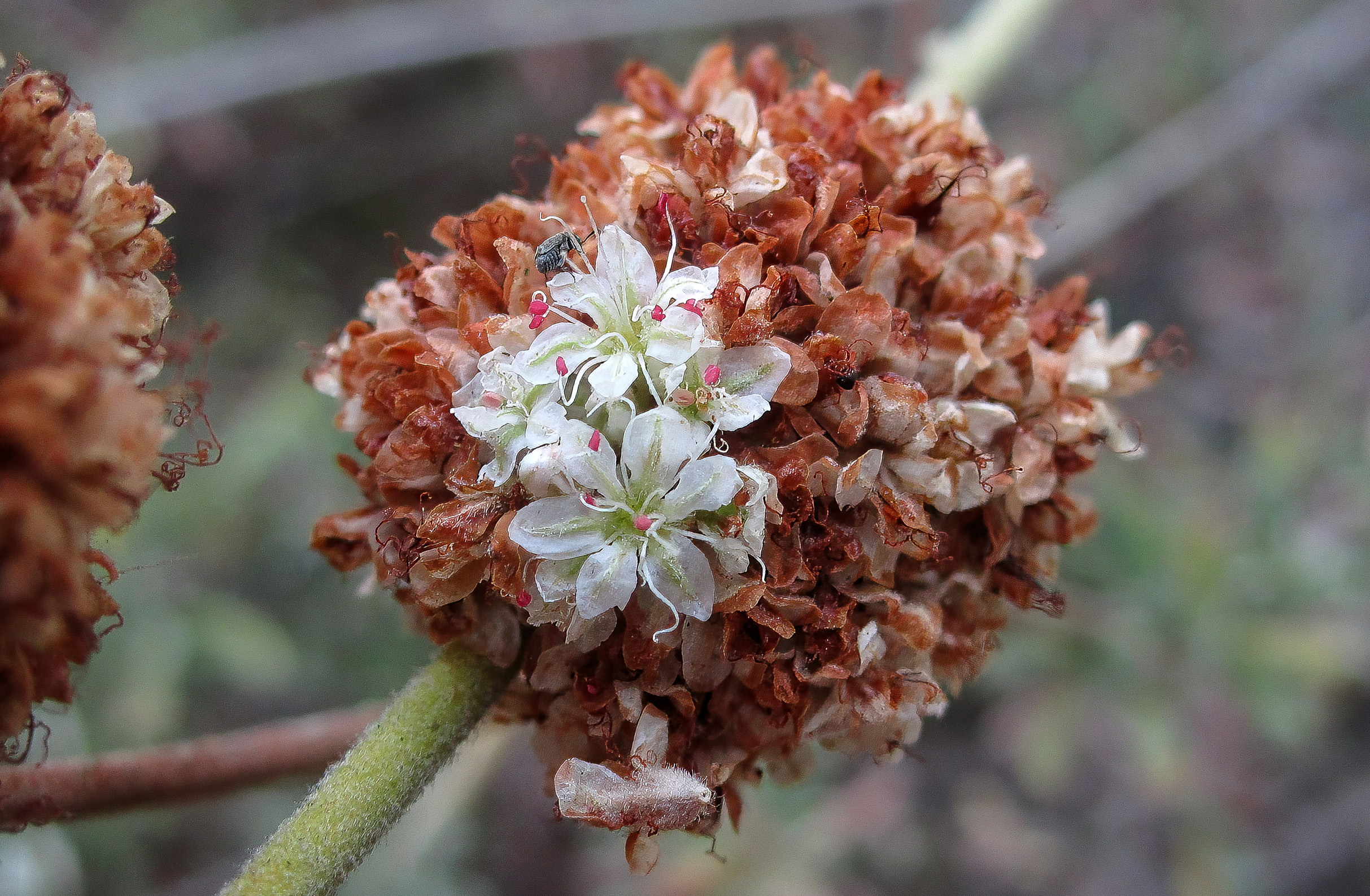 California Buckwheat