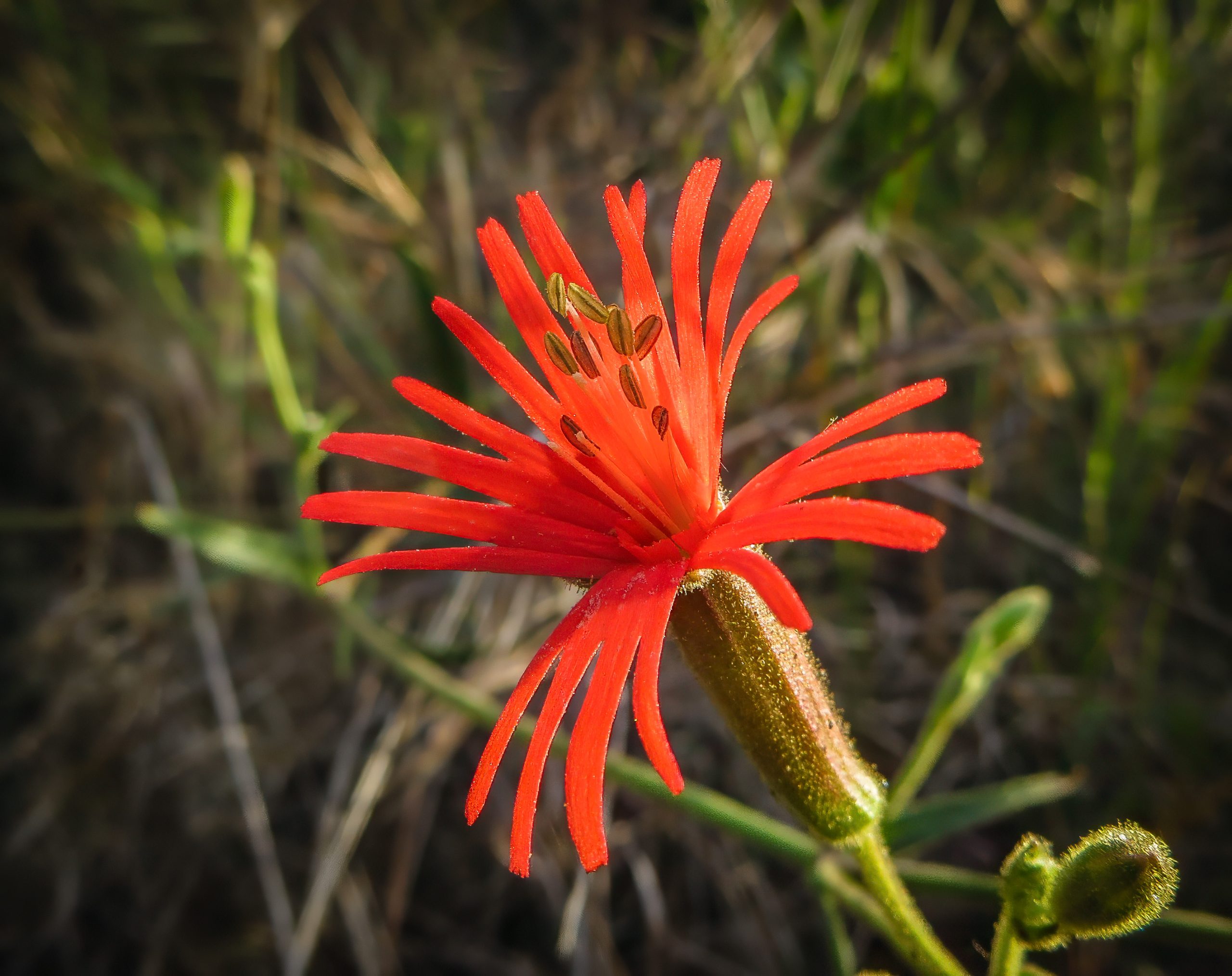 Cardinal Catchfly