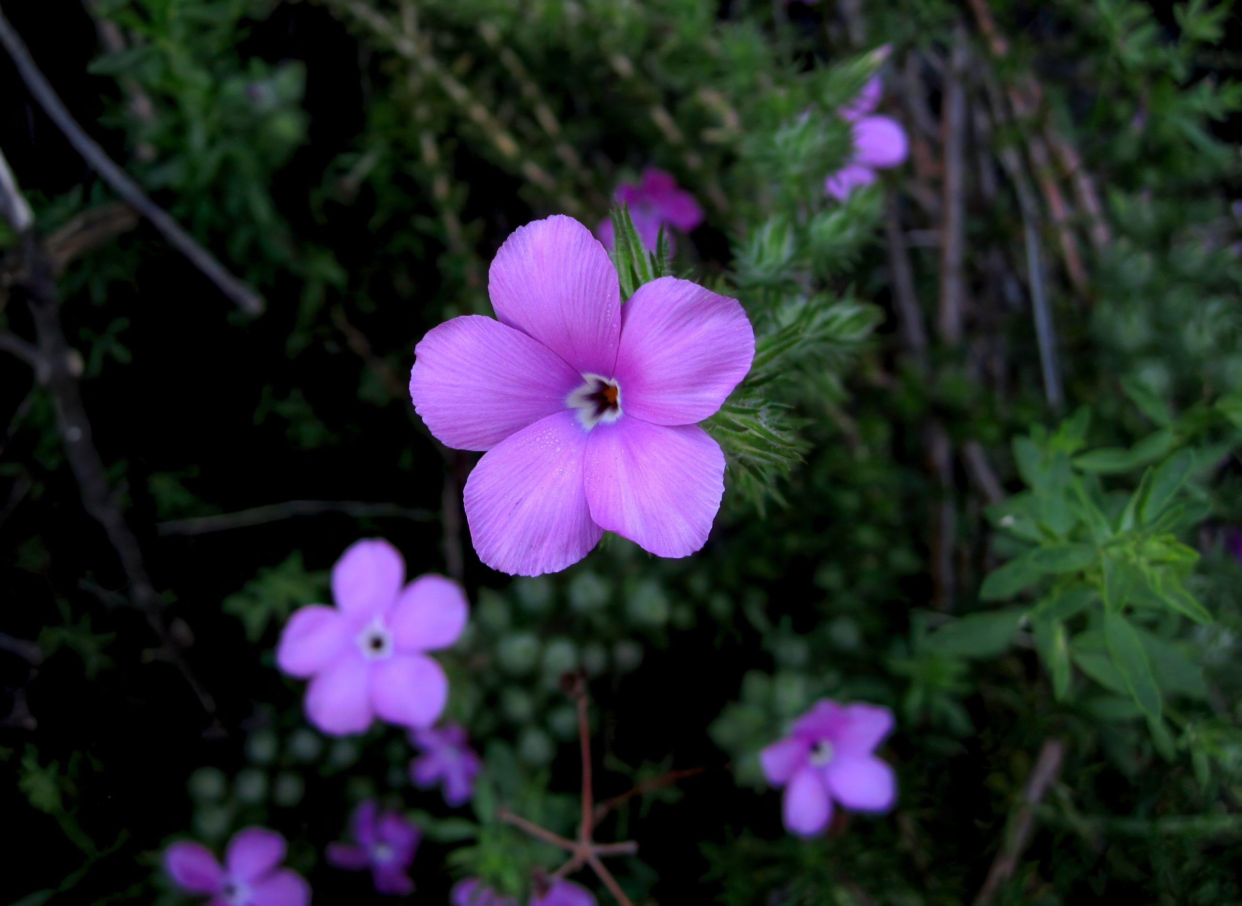Prickly Phlox