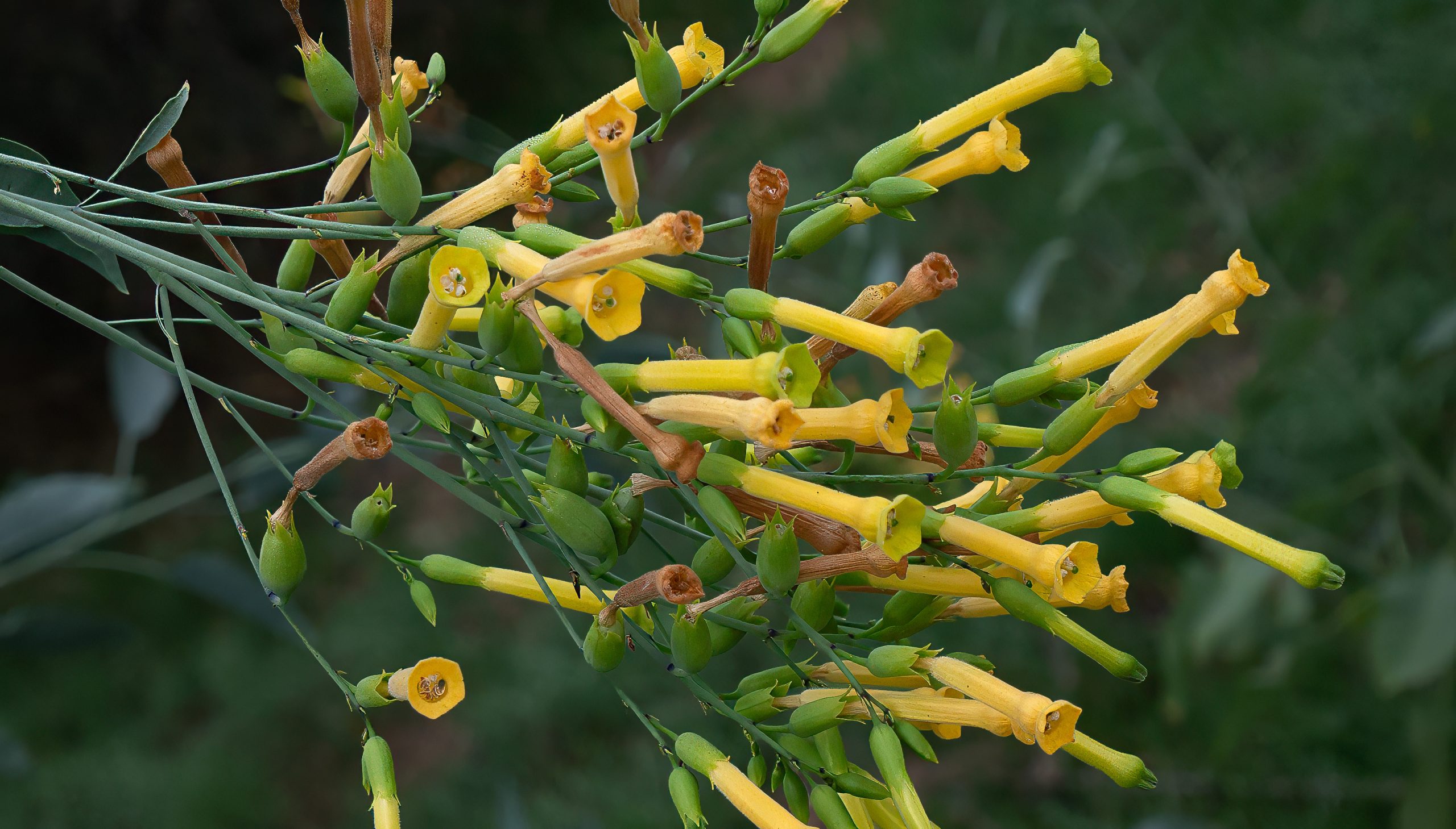 Tree Tobacco